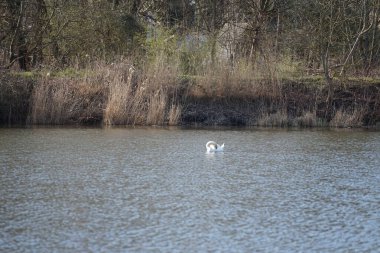 Nisan ayında dilsiz bir kuğu Wuhlesee veya Wuhlebecken Gölü 'nde yüzer. Dilsiz kuğu (