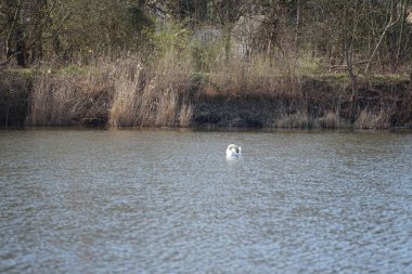 Nisan ayında dilsiz bir kuğu Wuhlesee veya Wuhlebecken Gölü 'nde yüzer. Dilsiz kuğu (