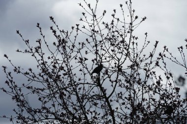 Nisan ayında Malus 'Liset' ağaç dallarında oturan Sturnus vulgaris kuşları. Sığırcıkgiller (Sturnus vulgaris), sığırcıkgiller (Sturnidae) familyasından bir sığırcık türü. Berlin, Almanya, Avrupa.