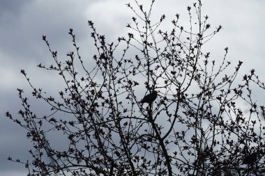 Nisan ayında Malus 'Liset' ağaç dallarında oturan Sturnus vulgaris kuşları. Sığırcıkgiller (Sturnus vulgaris), sığırcıkgiller (Sturnidae) familyasından bir sığırcık türü. Berlin, Almanya, Avrupa.