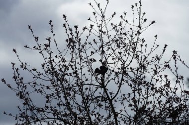 Nisan ayında Malus 'Liset' ağaç dallarında oturan Sturnus vulgaris kuşları. Sığırcıkgiller (Sturnus vulgaris), sığırcıkgiller (Sturnidae) familyasından bir sığırcık türü. Berlin, Almanya, Avrupa.