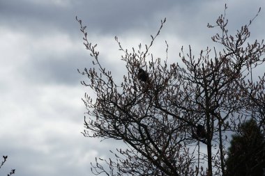Nisan ayında iki Sturnus vulgaris kuşu Amelanchier lamarckii ağaç dallarında oturur. Sığırcıkgiller (Sturnus vulgaris), sığırcıkgiller (Sturnidae) familyasından bir sığırcık türü. Berlin, Almanya, Avrupa.