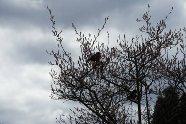 Nisan ayında iki Sturnus vulgaris kuşu Amelanchier lamarckii ağaç dallarında oturur. Sığırcıkgiller (Sturnus vulgaris), sığırcıkgiller (Sturnidae) familyasından bir sığırcık türü. Berlin, Almanya, Avrupa.