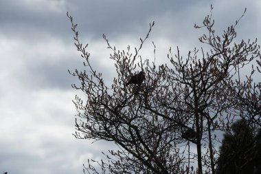 Nisan ayında iki Sturnus vulgaris kuşu Amelanchier lamarckii ağaç dallarında oturur. Sığırcıkgiller (Sturnus vulgaris), sığırcıkgiller (Sturnidae) familyasından bir sığırcık türü. Berlin, Almanya, Avrupa.