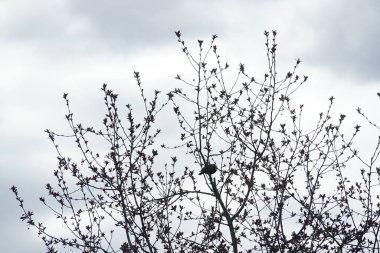 Nisan ayında bir Sturnus vulgaris kuşu Malus 'Liset' in ağaç dalına oturur. Sığırcıkgiller (Sturnus vulgaris), sığırcıkgiller (Sturnidae) familyasından bir sığırcık türü. Berlin, Almanya, Avrupa.