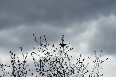 Nisan ayında bir Sturnus vulgaris kuşu Malus 'Liset' in ağaç dalına oturur. Sığırcıkgiller (Sturnus vulgaris), sığırcıkgiller (Sturnidae) familyasından bir sığırcık türü. Berlin, Almanya, Avrupa.