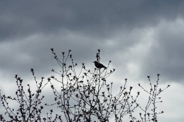 Nisan ayında bir Sturnus vulgaris kuşu Malus 'Liset' in ağaç dalına oturur. Sığırcıkgiller (Sturnus vulgaris), sığırcıkgiller (Sturnidae) familyasından bir sığırcık türü. Berlin, Almanya, Avrupa.
