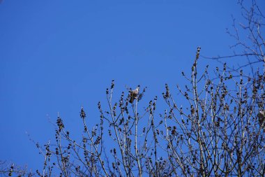 Nisan ayında iki Columba palumbus kuşu Fraxinus Excelsior ağaç dallarında oturur. Kolomb palumbus güvercini güvercin ve güvercin familyasının büyük bir türüdür. Berlin, Almanya, Avrupa.