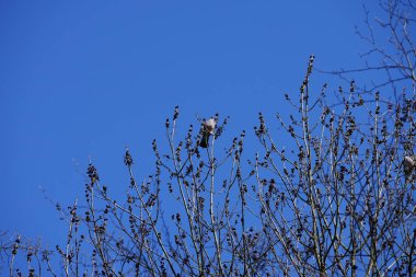 Nisan ayında iki Columba palumbus kuşu Fraxinus Excelsior ağaç dallarında oturur. Kolomb palumbus güvercini güvercin ve güvercin familyasının büyük bir türüdür. Berlin, Almanya, Avrupa.