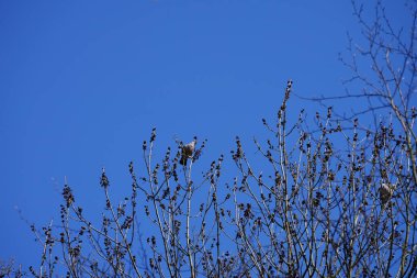 Nisan ayında iki Columba palumbus kuşu Fraxinus Excelsior ağaç dallarında oturur. Kolomb palumbus güvercini güvercin ve güvercin familyasının büyük bir türüdür. Berlin, Almanya, Avrupa.