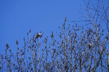 Nisan ayında iki Columba palumbus kuşu Fraxinus Excelsior ağaç dallarında oturur. Kolomb palumbus güvercini güvercin ve güvercin familyasının büyük bir türüdür. Berlin, Almanya, Avrupa.