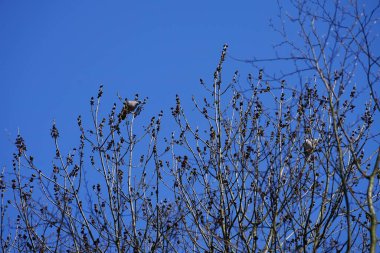 Nisan ayında iki Columba palumbus kuşu Fraxinus Excelsior ağaç dallarında oturur. Kolomb palumbus güvercini güvercin ve güvercin familyasının büyük bir türüdür. Berlin, Almanya, Avrupa.