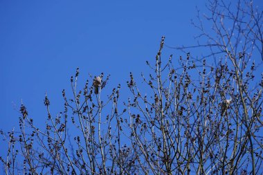 Nisan ayında iki Columba palumbus kuşu Fraxinus Excelsior ağaç dallarında oturur. Kolomb palumbus güvercini güvercin ve güvercin familyasının büyük bir türüdür. Berlin, Almanya, Avrupa.