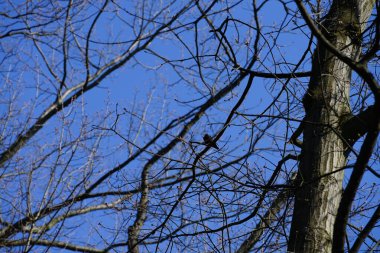 Yaygın bir sığırcık, Sturnus vulgaris, Nisan ayında Quercus robur 'da bir meşe dalına tünemişti. Sığırcık (