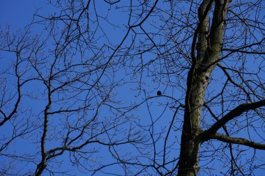 Yaygın bir sığırcık, Sturnus vulgaris, Nisan ayında Quercus robur 'da bir meşe dalına tünemişti. Sığırcık (
