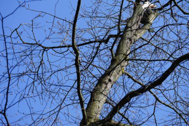Yaygın bir sığırcık, Sturnus vulgaris, Nisan ayında Quercus robur 'da bir meşe dalına tünemişti. Sığırcık (