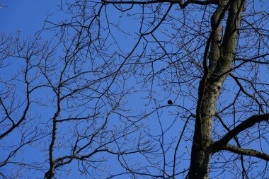 Yaygın bir sığırcık, Sturnus vulgaris, Nisan ayında Quercus robur 'da bir meşe dalına tünemişti. Sığırcık (