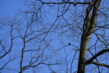 Yaygın bir sığırcık, Sturnus vulgaris, Nisan ayında Quercus robur 'da bir meşe dalına tünemişti. Sığırcık (