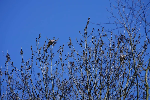 Nisan ayında iki Columba palumbus kuşu Fraxinus Excelsior ağaç dallarında oturur. Kolomb palumbus güvercini güvercin ve güvercin familyasının büyük bir türüdür. Berlin, Almanya, Avrupa.
