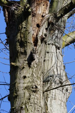 Nisanda, Sturnus vulgaris adında bir sığırcık, eski bir meşe ağacı olan Quercus robur 'un gövdesindeki boşluğa tünemişti. Sığırcık (