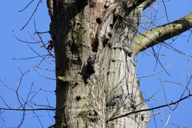 Nisanda, Sturnus vulgaris adında bir sığırcık, eski bir meşe ağacı olan Quercus robur 'un gövdesindeki boşluğa tünemişti. Sığırcık (