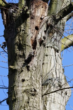 Nisanda, Sturnus vulgaris adında bir sığırcık, eski bir meşe ağacı olan Quercus robur 'un gövdesindeki boşluğa tünemişti. Sığırcık (