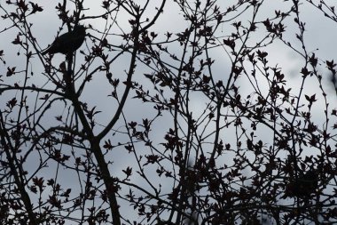 Nisan ayında Malus 'Liset' ağaç dallarında oturan Sturnus vulgaris kuşları. Sığırcıkgiller (Sturnus vulgaris), sığırcıkgiller (Sturnidae) familyasından bir sığırcık türü. Berlin, Almanya, Avrupa.