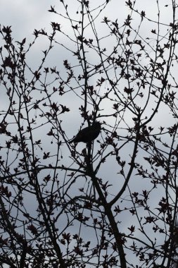 Nisan ayında bir Sturnus vulgaris kuşu Malus 'Liset' in ağaç dalına oturur. Sığırcıkgiller (Sturnus vulgaris), sığırcıkgiller (Sturnidae) familyasından bir sığırcık türü. Berlin, Almanya, Avrupa.