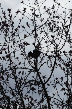 Nisan ayında bir Sturnus vulgaris kuşu Malus 'Liset' in ağaç dalına oturur. Sığırcıkgiller (Sturnus vulgaris), sığırcıkgiller (Sturnidae) familyasından bir sığırcık türü. Berlin, Almanya, Avrupa.