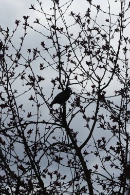 Nisan ayında bir Sturnus vulgaris kuşu Malus 'Liset' in ağaç dalına oturur. Sığırcıkgiller (Sturnus vulgaris), sığırcıkgiller (Sturnidae) familyasından bir sığırcık türü. Berlin, Almanya, Avrupa.