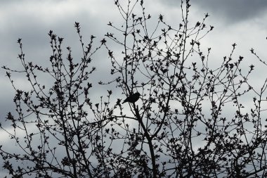 Nisan ayında bir Sturnus vulgaris kuşu Malus 'Liset' in ağaç dalına oturur. Sığırcıkgiller (Sturnus vulgaris), sığırcıkgiller (Sturnidae) familyasından bir sığırcık türü. Berlin, Almanya, Avrupa.