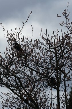 Nisan ayında iki Sturnus vulgaris kuşu Amelanchier lamarckii ağaç dallarında oturur. Sığırcıkgiller (Sturnus vulgaris), sığırcıkgiller (Sturnidae) familyasından bir sığırcık türü. Berlin, Almanya, Avrupa.