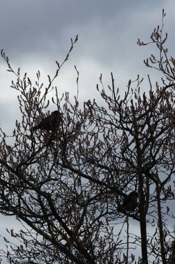 Nisan ayında iki Sturnus vulgaris kuşu Amelanchier lamarckii ağaç dallarında oturur. Sığırcıkgiller (Sturnus vulgaris), sığırcıkgiller (Sturnidae) familyasından bir sığırcık türü. Berlin, Almanya, Avrupa.