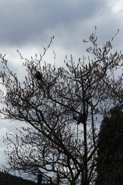 Nisan ayında iki Sturnus vulgaris kuşu Amelanchier lamarckii ağaç dallarında oturur. Sığırcıkgiller (Sturnus vulgaris), sığırcıkgiller (Sturnidae) familyasından bir sığırcık türü. Berlin, Almanya, Avrupa.