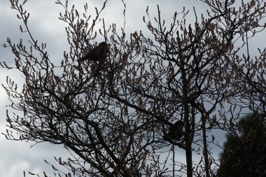 Nisan ayında iki Sturnus vulgaris kuşu Amelanchier lamarckii ağaç dallarında oturur. Sığırcıkgiller (Sturnus vulgaris), sığırcıkgiller (Sturnidae) familyasından bir sığırcık türü. Berlin, Almanya, Avrupa.