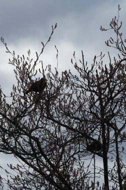 Nisan ayında iki Sturnus vulgaris kuşu Amelanchier lamarckii ağaç dallarında oturur. Sığırcıkgiller (Sturnus vulgaris), sığırcıkgiller (Sturnidae) familyasından bir sığırcık türü. Berlin, Almanya, Avrupa.
