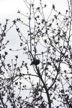 Nisan ayında bir Sturnus vulgaris kuşu Malus 'Liset' in ağaç dalına oturur. Sığırcıkgiller (Sturnus vulgaris), sığırcıkgiller (Sturnidae) familyasından bir sığırcık türü. Berlin, Almanya, Avrupa.
