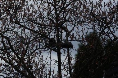 Nisan ayında iki Sturnus vulgaris kuşu Amelanchier lamarckii ağaç dallarında oturur. Sığırcıkgiller (Sturnus vulgaris), sığırcıkgiller (Sturnidae) familyasından bir sığırcık türü. Berlin, Almanya, Avrupa.