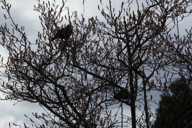 Nisan ayında iki Sturnus vulgaris kuşu Amelanchier lamarckii ağaç dallarında oturur. Sığırcıkgiller (Sturnus vulgaris), sığırcıkgiller (Sturnidae) familyasından bir sığırcık türü. Berlin, Almanya, Avrupa.