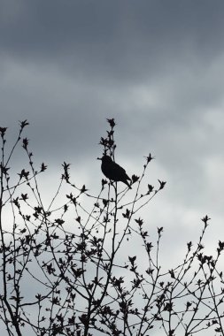 Nisan ayında bir Sturnus vulgaris kuşu Malus 'Liset' in ağaç dalına oturur. Sığırcıkgiller (Sturnus vulgaris), sığırcıkgiller (Sturnidae) familyasından bir sığırcık türü. Berlin, Almanya, Avrupa.
