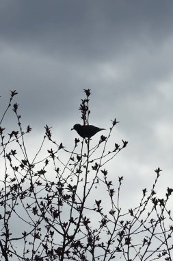 Nisan ayında bir Sturnus vulgaris kuşu Malus 'Liset' in ağaç dalına oturur. Sığırcıkgiller (Sturnus vulgaris), sığırcıkgiller (Sturnidae) familyasından bir sığırcık türü. Berlin, Almanya, Avrupa.