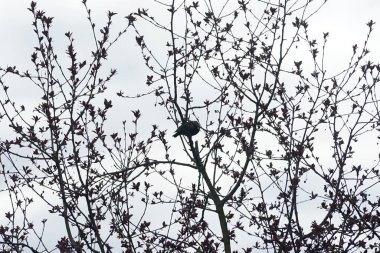 Nisan ayında bir Sturnus vulgaris kuşu Malus 'Liset' in ağaç dalına oturur. Sığırcıkgiller (Sturnus vulgaris), sığırcıkgiller (Sturnidae) familyasından bir sığırcık türü. Berlin, Almanya, Avrupa.