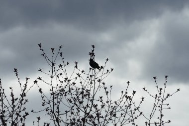 Nisan ayında bir Sturnus vulgaris kuşu Malus 'Liset' in ağaç dalına oturur. Sığırcıkgiller (Sturnus vulgaris), sığırcıkgiller (Sturnidae) familyasından bir sığırcık türü. Berlin, Almanya, Avrupa.