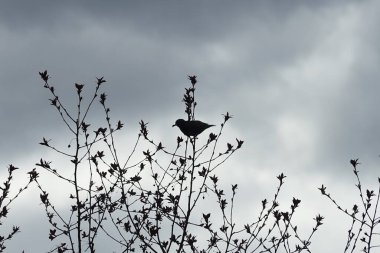 Nisan ayında bir Sturnus vulgaris kuşu Malus 'Liset' in ağaç dalına oturur. Sığırcıkgiller (Sturnus vulgaris), sığırcıkgiller (Sturnidae) familyasından bir sığırcık türü. Berlin, Almanya, Avrupa.