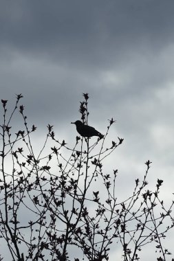 Nisan ayında bir Sturnus vulgaris kuşu Malus 'Liset' in ağaç dalına oturur. Sığırcıkgiller (Sturnus vulgaris), sığırcıkgiller (Sturnidae) familyasından bir sığırcık türü. Berlin, Almanya, Avrupa.