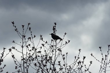 Nisan ayında bir Sturnus vulgaris kuşu Malus 'Liset' in ağaç dalına oturur. Sığırcıkgiller (Sturnus vulgaris), sığırcıkgiller (Sturnidae) familyasından bir sığırcık türü. Berlin, Almanya, Avrupa.