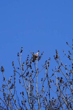 Nisan ayında bir Columba palumbus kuşu Fraxinus Excelsior ağaç dalında oturur. Kolomb palumbus güvercini güvercin ve güvercin familyasının büyük bir türüdür. Berlin, Almanya, Avrupa.