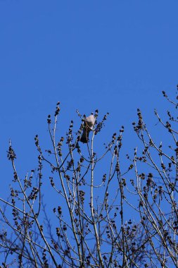 Nisan ayında bir Columba palumbus kuşu Fraxinus Excelsior ağaç dalında oturur. Kolomb palumbus güvercini güvercin ve güvercin familyasının büyük bir türüdür. Berlin, Almanya, Avrupa.
