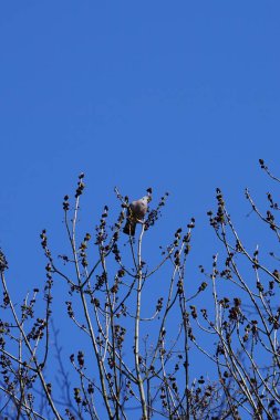 Nisan ayında bir Columba palumbus kuşu Fraxinus Excelsior ağaç dalında oturur. Kolomb palumbus güvercini güvercin ve güvercin familyasının büyük bir türüdür. Berlin, Almanya, Avrupa.