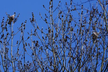 Nisan ayında iki Columba palumbus kuşu Fraxinus Excelsior ağaç dallarında oturur. Kolomb palumbus güvercini güvercin ve güvercin familyasının büyük bir türüdür. Berlin, Almanya, Avrupa.